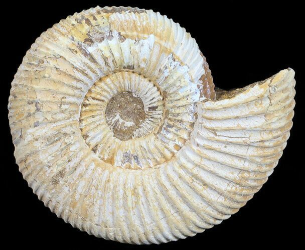Perisphinctes Ammonite - Jurassic #54222
